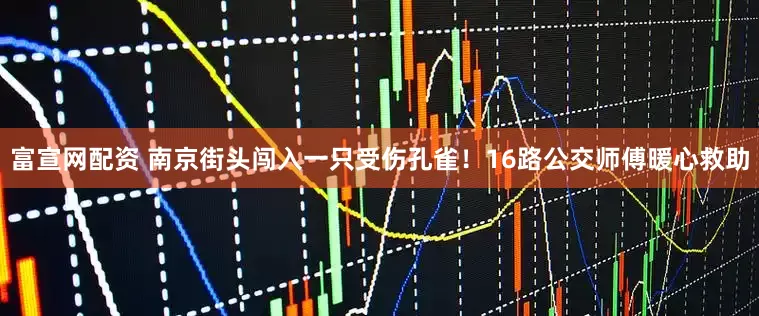 富宣网配资 南京街头闯入一只受伤孔雀！16路公交师傅暖心救助